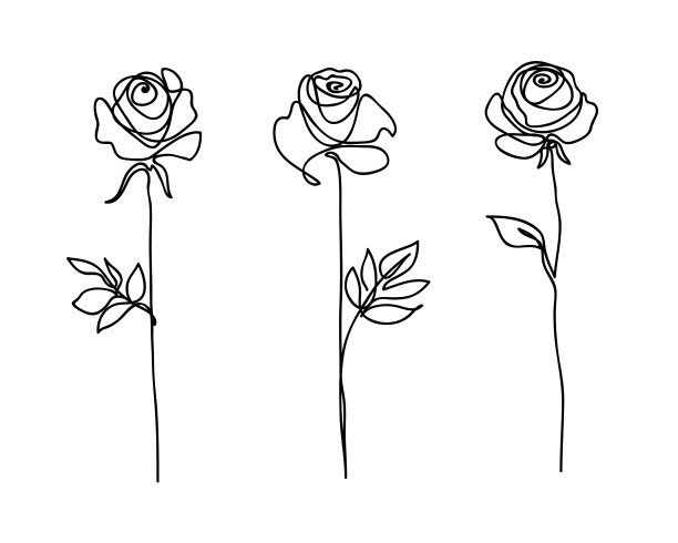 玫瑰花线条