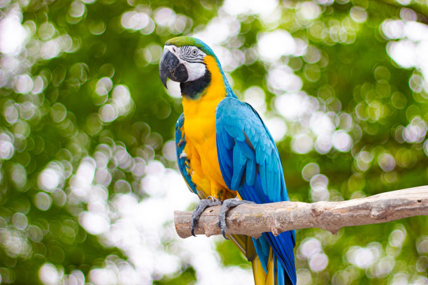 macaw