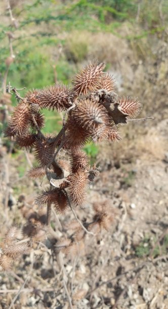 春天户外逆光下的小草