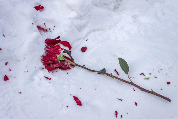 雪中红色花朵