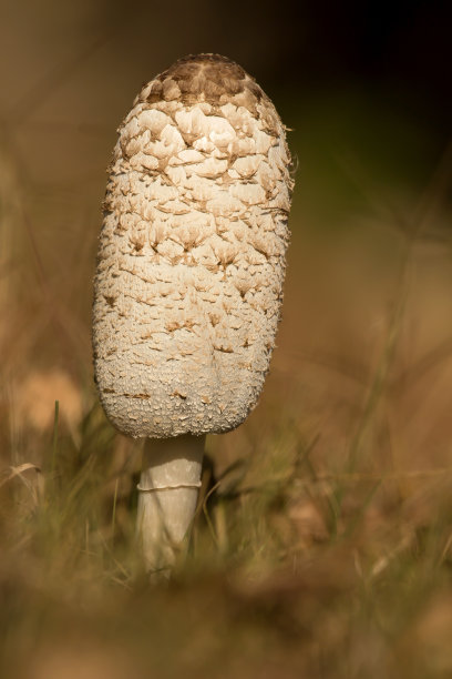 coprinus