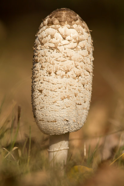 coprinus