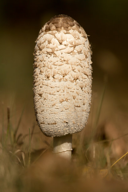 coprinus