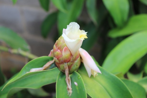 costus