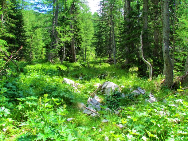 habitat