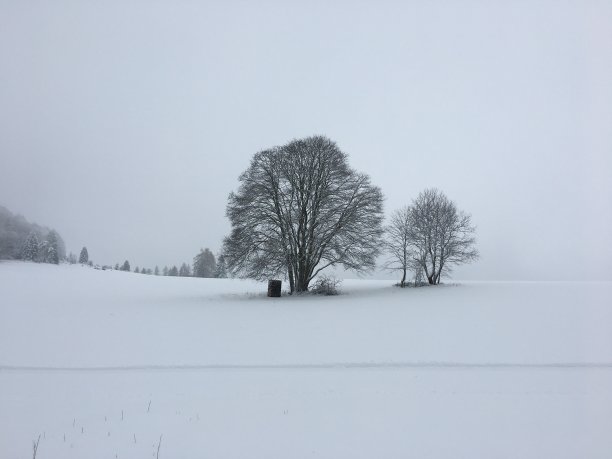 冰雪树林