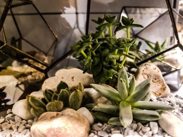 托盘花