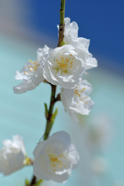 春日桃花摄影