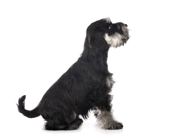 schnauzer