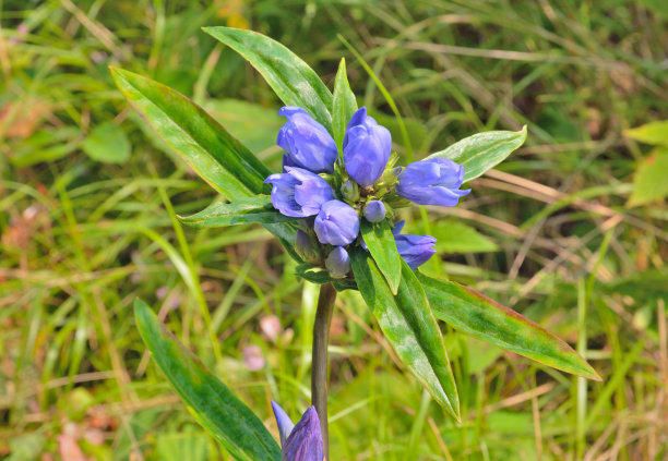 gentian