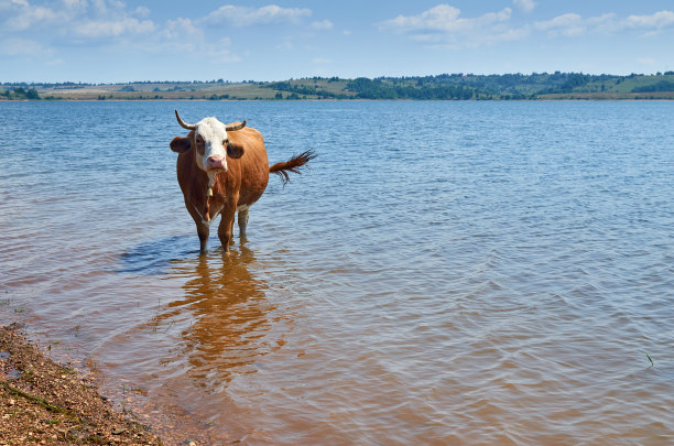 湖边的黄牛