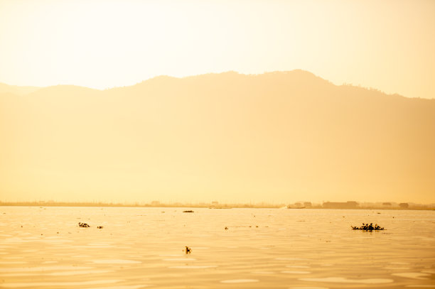 夕阳下的湖面候鸟