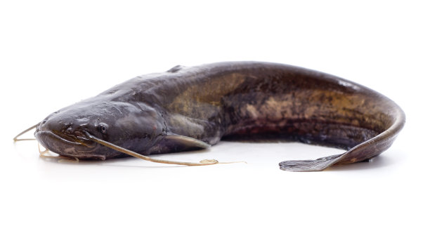catfish