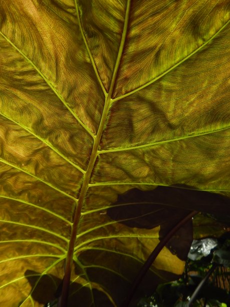 热带植物叶子抽象背景