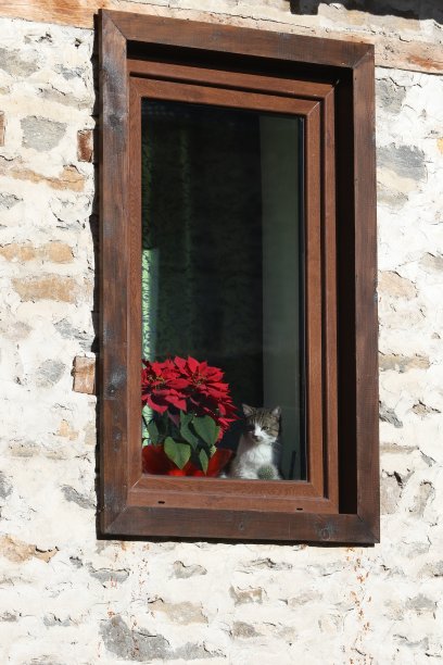 窗户鲜花小猫咪