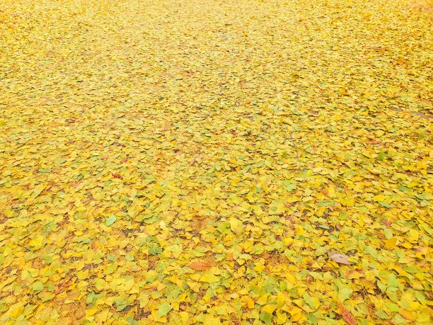金色的秋天金秋银杏树