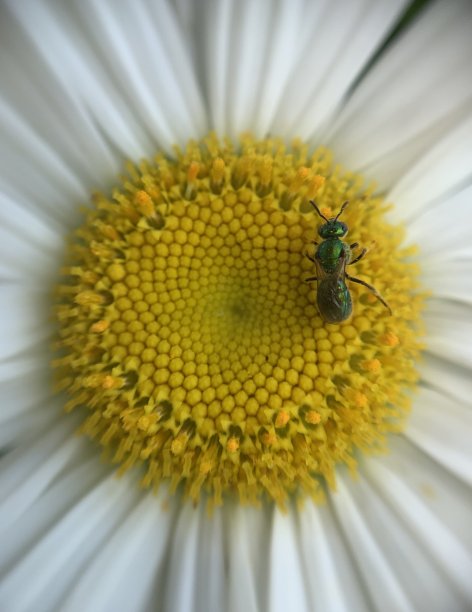 室外植物花蕊