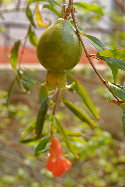 石榴花树枝