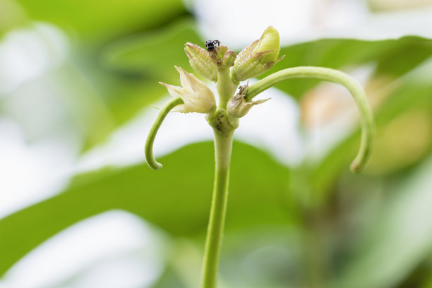 新鲜蔬菜长扁豆