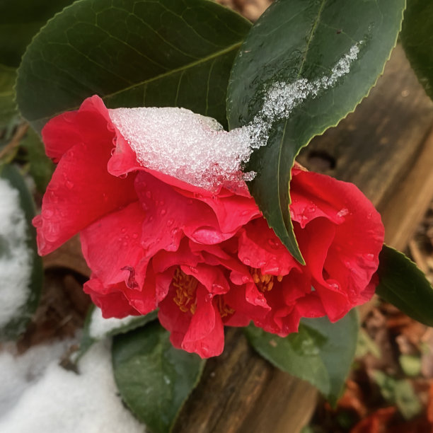 雪中红色花朵