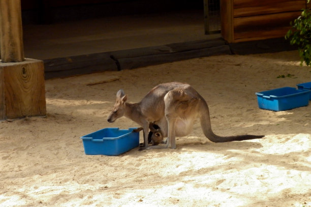 pouch