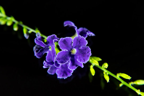 花 水滴 天 紫色