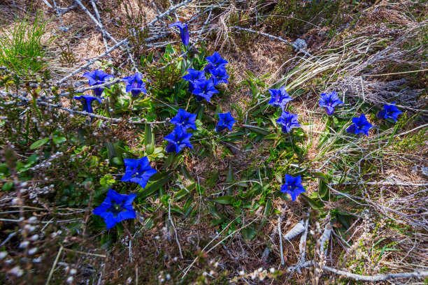 gentian