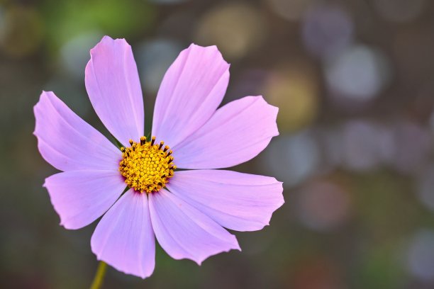 花朵点子