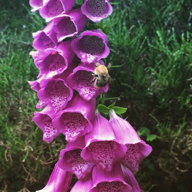 蜜蜂与花卉