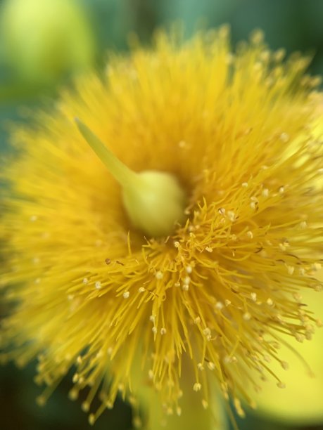 stamens