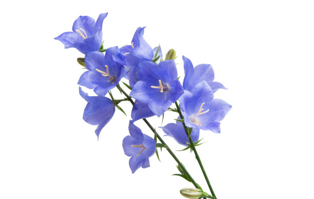 hyacinthoides