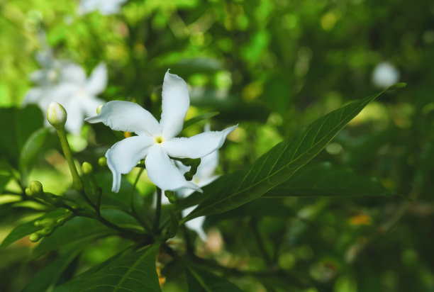 夏季立夏渐变花卉海报