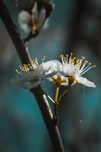 蜘蛛,小动物特写