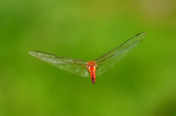 一只红色蜻蜓