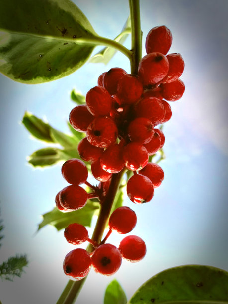 冬青红色浆果