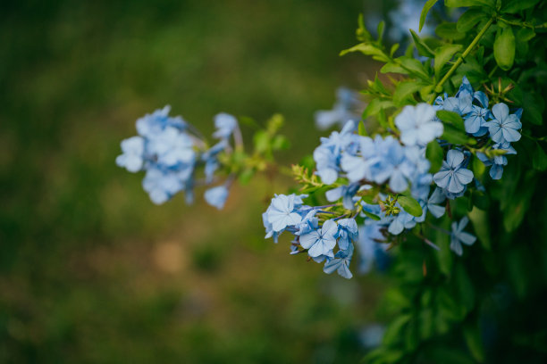 蓝雪花特写