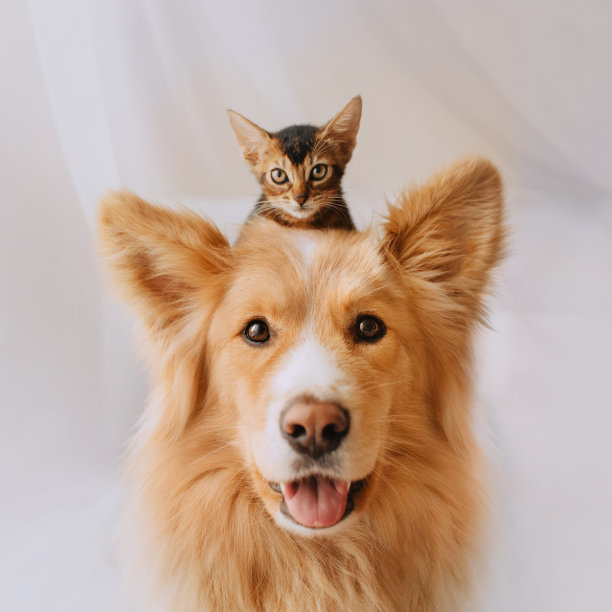 abyssinian猫
