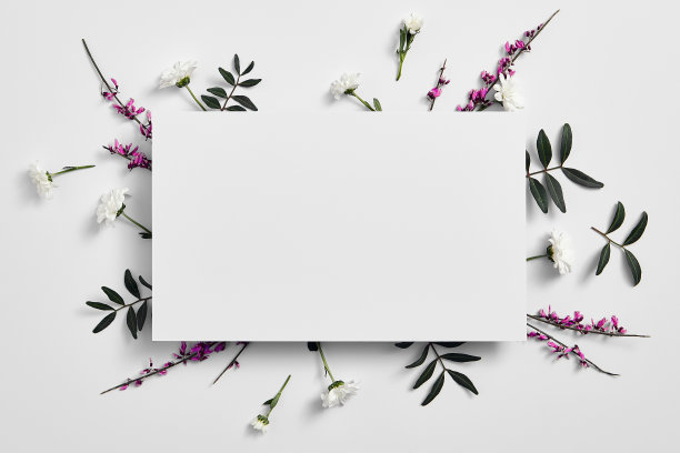 白色菊花摄影图片