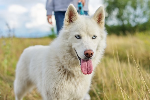 高清西伯利亚雪橇犬
