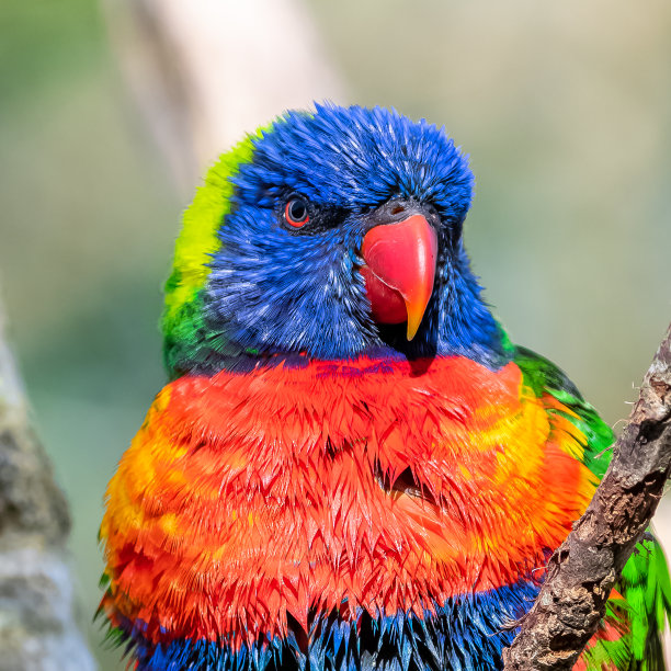lorikeet