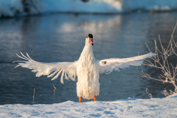 白雪与鸟