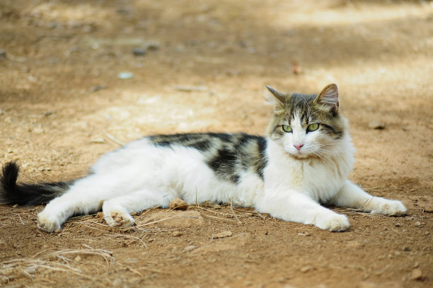 夏日小猫