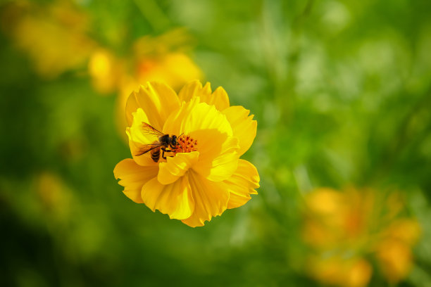 向日葵花朵与蜜蜂