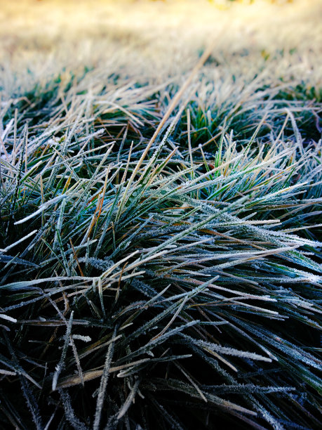 积雪覆盖草坪