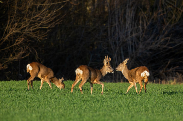 deer