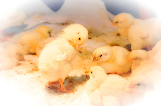 chick