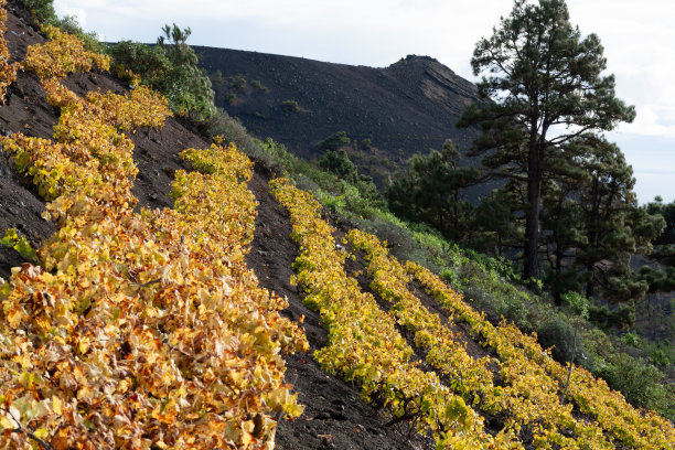 vineyard