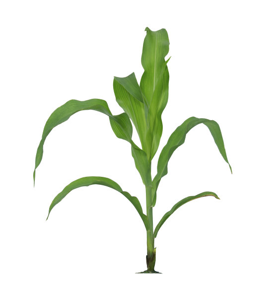 cob