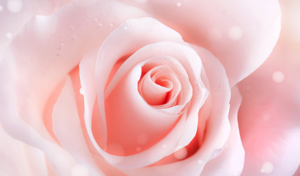白背景上的玫瑰花