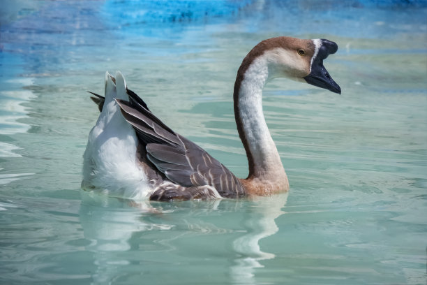 goose